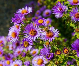 Aster novi-belgii - nouvelle belgique