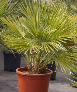 Chamaerops humilis en pot - palmier en pot