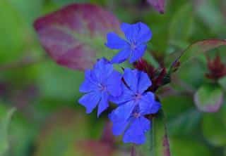 Dentelaire de lady larpent - Ceratostigma plumbaginoides