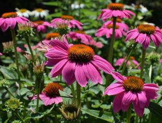 Echinacea purpureum floraison automne