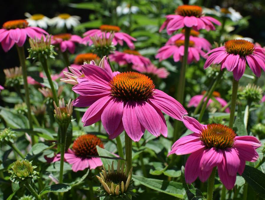 Les fleurs d'automne au jardin : le plein de couleurs !