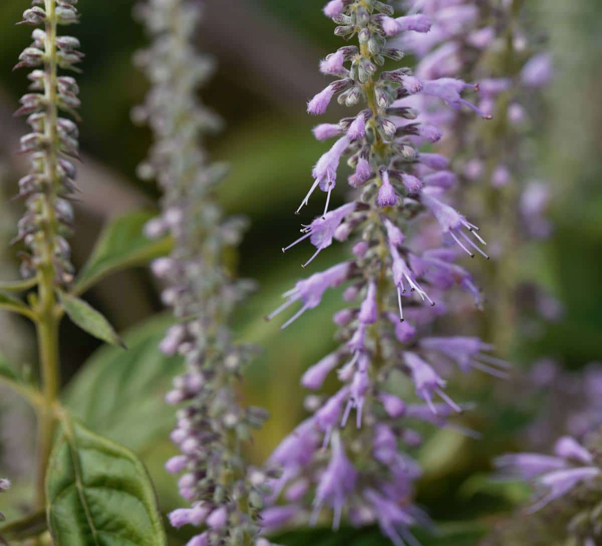 Elsholtzia stauntonii - Menthe en arbre