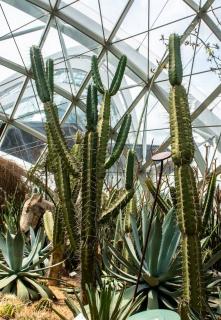 Entretien Carnegiea gigantea en pot - Sage du désert interieur