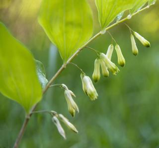 Entretien du Sceau de salomon - Polygonatum odoratum