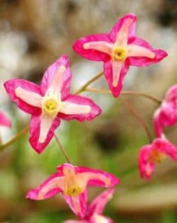 Epimedium alpinum ombre arbre sol sec