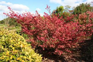 Euonymus alatus