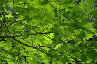 Feuille Quercus rubra - chêne rouge