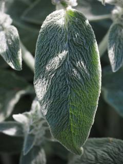 Feuille comestible de Stachys byzantina - Oreille d'ours