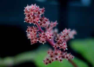 Fleur Rodgersia