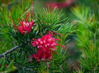 Grevillea juniperina