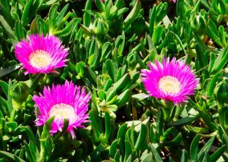 Griffe de sorciere - Carpobrotus edulis plantation