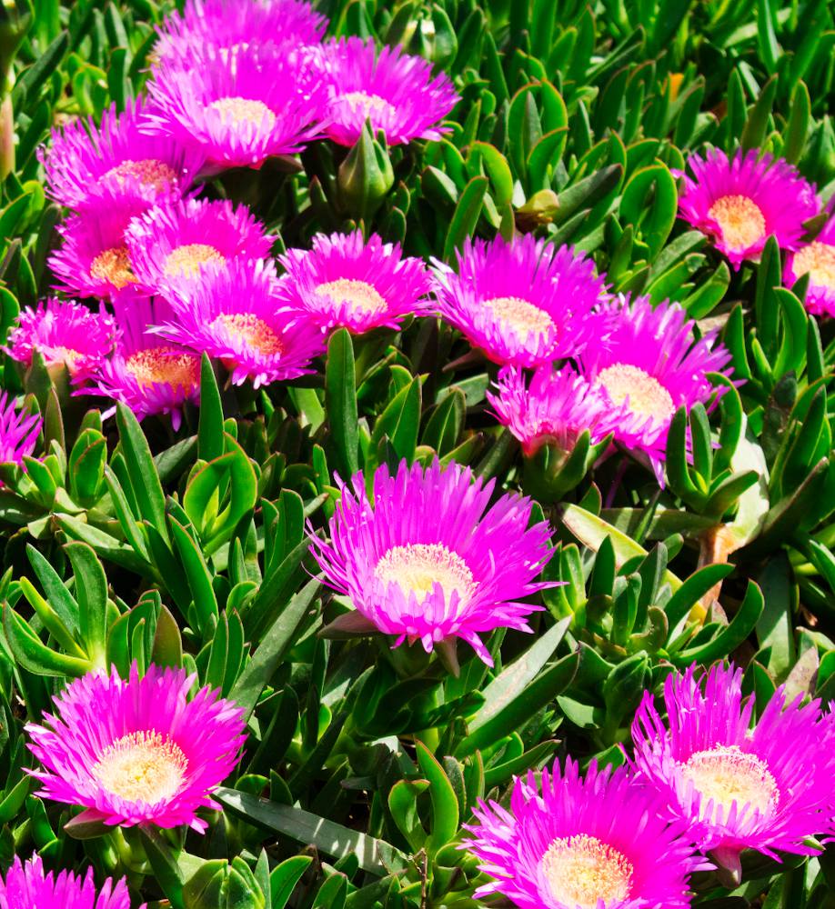 Griffe de sorciere - Carpobrotus edulis