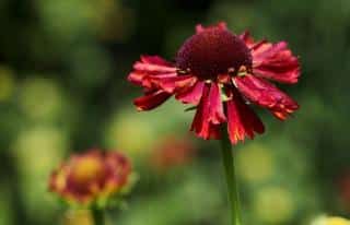 Helenium Moerheim Beauty