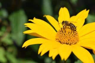 Helianthus decapetalus Capenoch Star