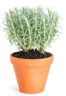 Helichrysum italicum en pot pour plantation - plante a curry planter