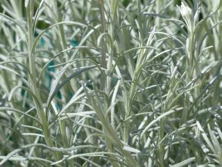 Helichrysum italicum feuillage maladie