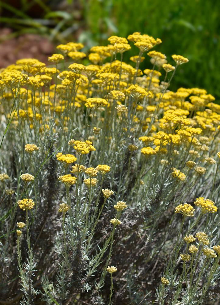 Helichrysum italicum - plante a curry