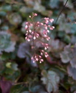 Heuchera Bella Notte - heuchere plante ombre