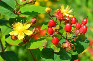 Hypericum androsaemum