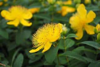 Hypericum calycinum