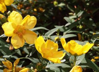 Hypericum hidcote