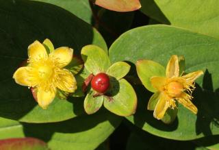 Hypericum inodorum