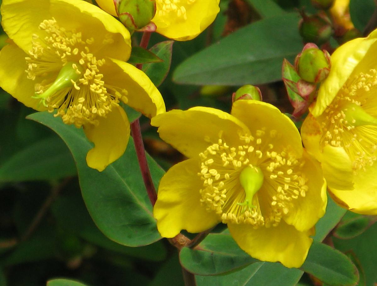 Hypericum