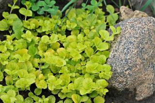 Lysimachia nummularia