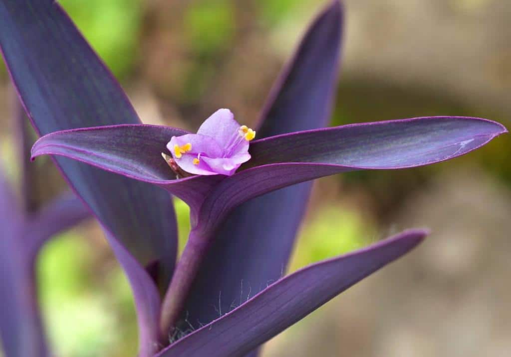 Misère pourpre - Tradescantia pallida