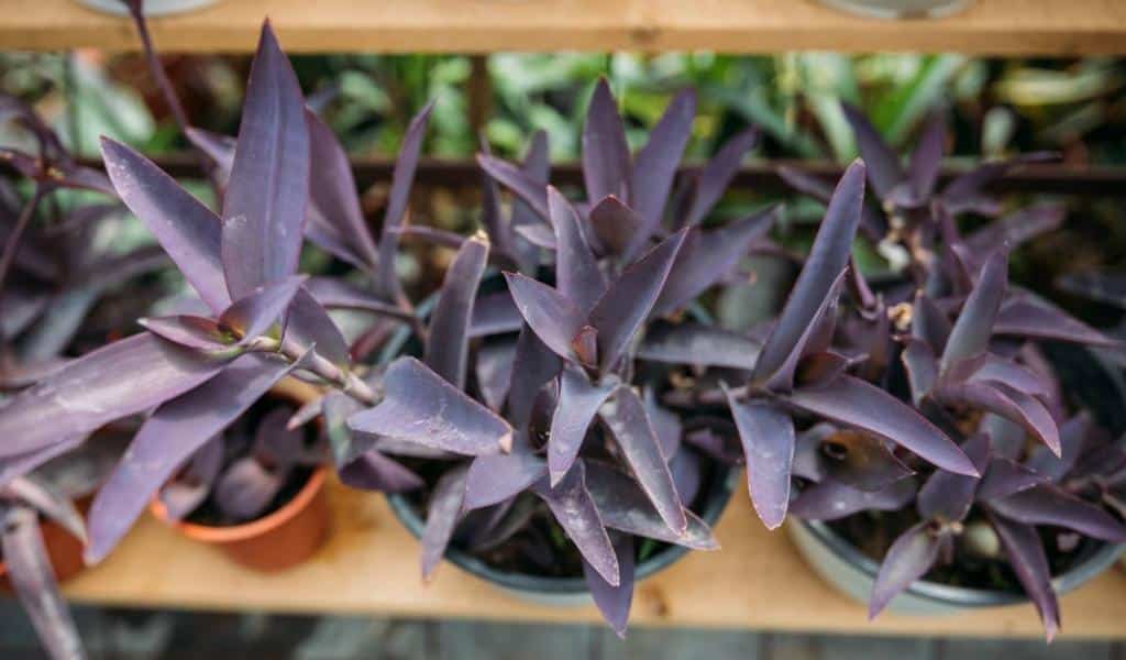 Misère pourpre en pot - Tradescantia pallida interieur