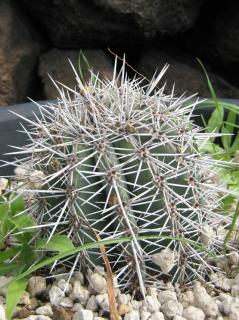 Pachycereus pringlei