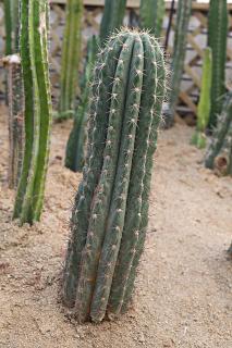 Pachycereus pringlei culture entretien