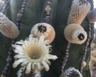 Pachycereus pringlei fleur