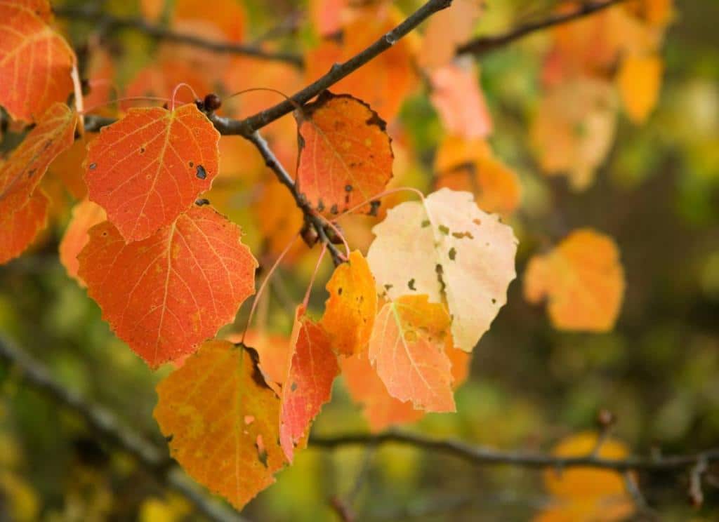 Peuplier faux tremble - Populus tremuloides