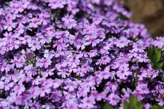 Phlox subulata couvre sol croissance rapide