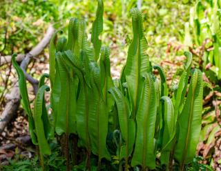 Phyllitis scolopendrium - scolopendre