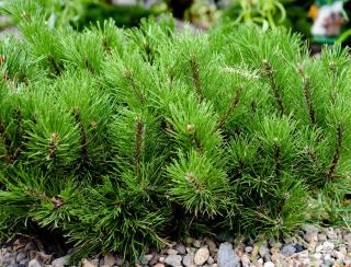 Pinus mugo ‘Picobello’