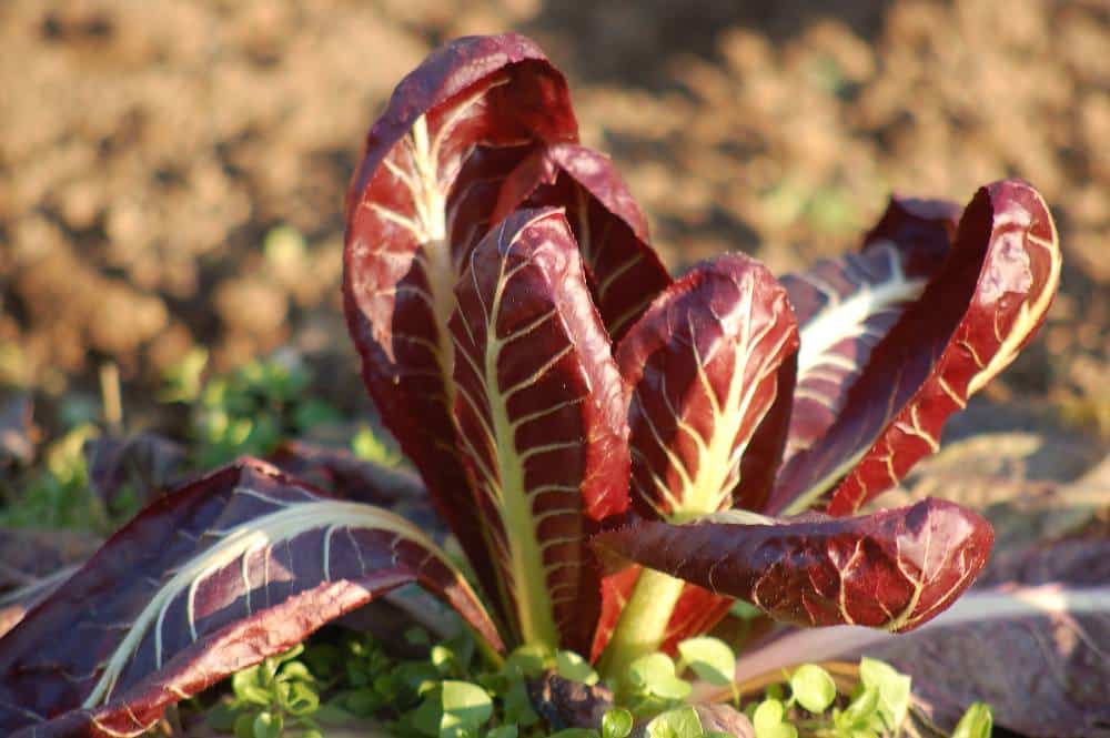 Potager Novembre