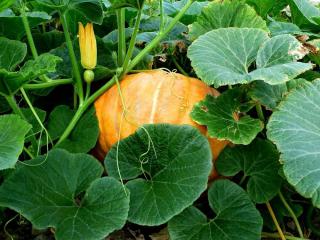 Potager en octobre