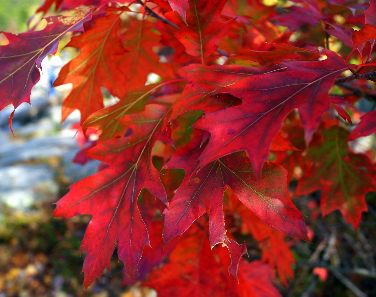 Quercus rubra - chêne rouge