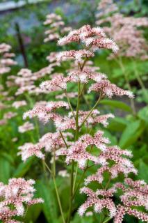 Rodgersia entretien