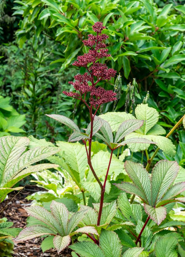 Rodgersia