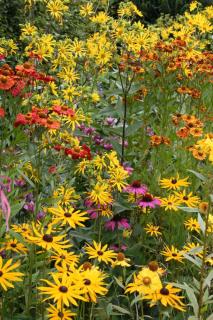 Rudbeckia fulgida Goldsturm