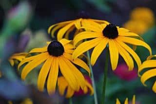 Rudbeckia fulgida jaune et noir