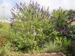 Salvia guaranatica Black and Blue