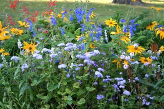 Salvia patens, Rudbeckia, Ageratum houstonianum