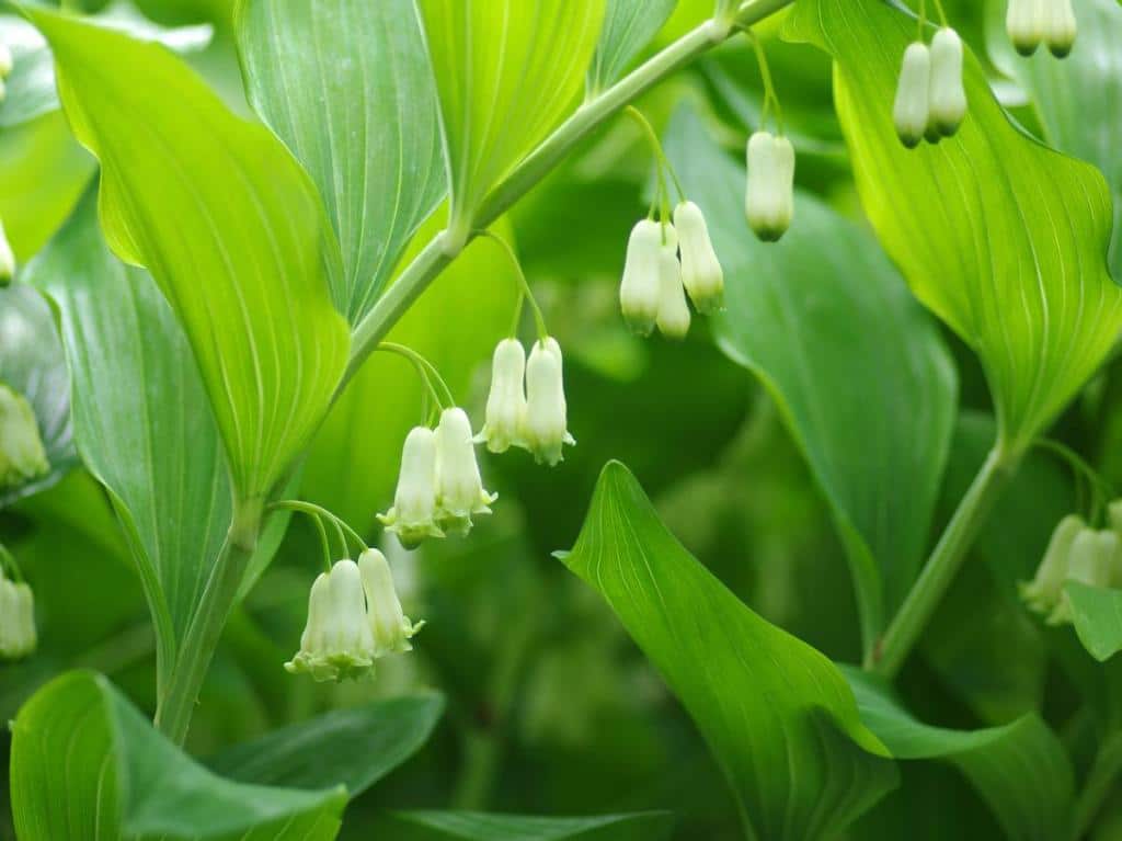 Sceau de salomon - Polygonatum odoratum