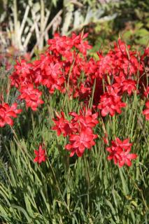 Schizostylis coccinea Major