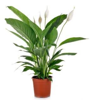 Spathiphyllum plante appartement