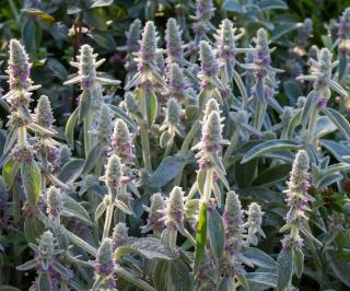 Stachys byzantina - Oreille d'ours - fleur